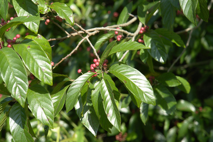 Carolina Buckthorn   20 Seeds   Rhamnus caroliniana