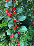 Carolina Moonseed    20 Seeds   Cocculus carolinus