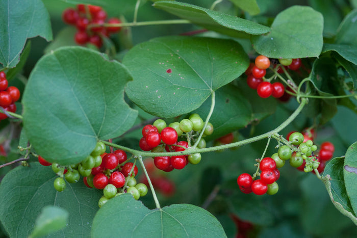 Carolina Moonseed    20 Seeds   Cocculus carolinus