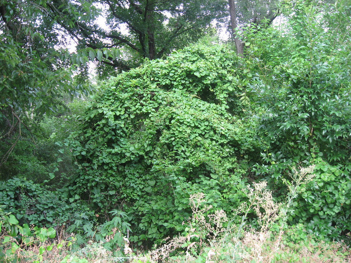 Carolina Moonseed    20 Seeds   Cocculus carolinus