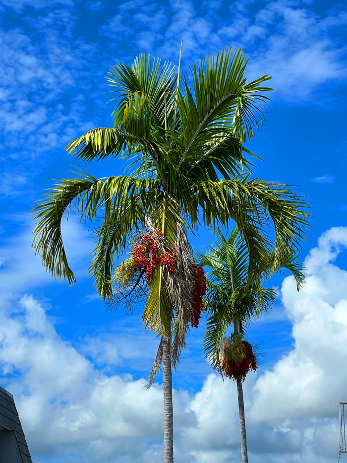 Carpentaria Palm   10 Seeds   Carpentaria acuminata