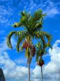 Carpentaria Palm   10 Seeds   Carpentaria acuminata