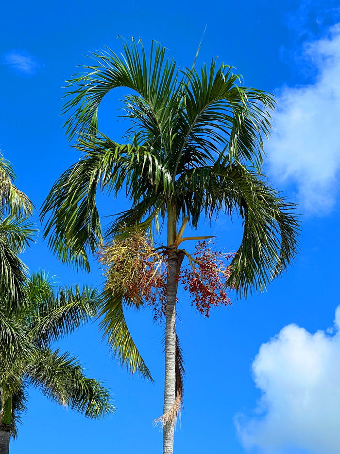 Carpentaria Palm   10 Seeds   Carpentaria acuminata