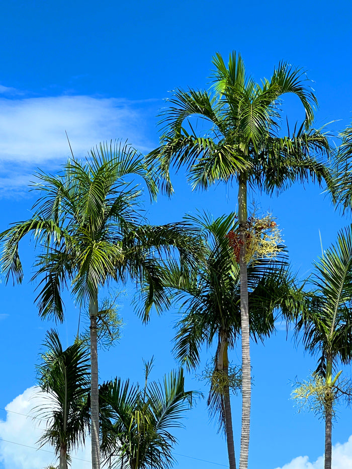 Carpentaria Palm   10 Seeds   Carpentaria acuminata