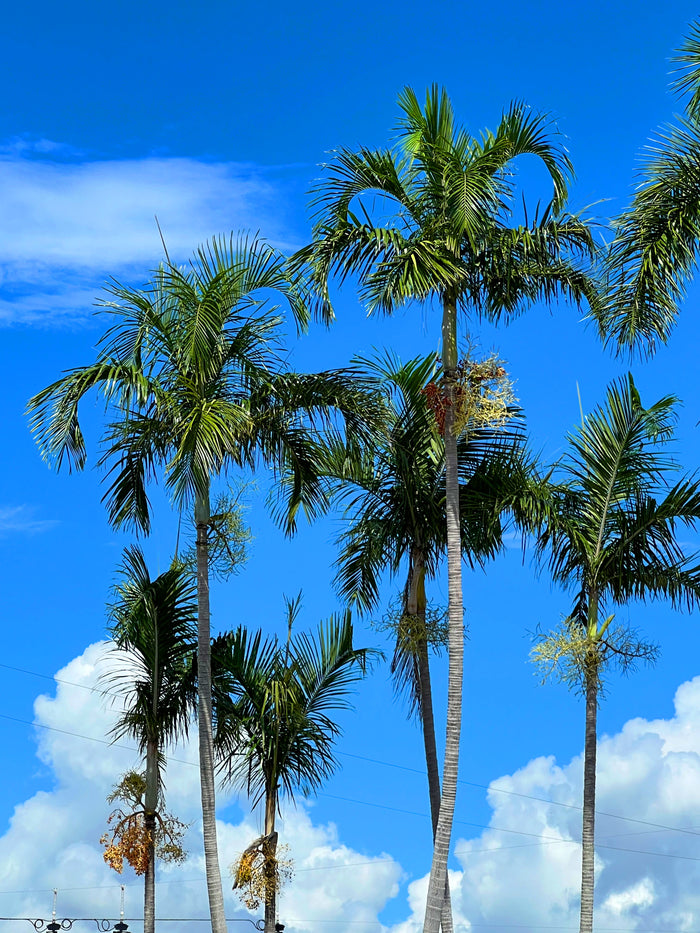 Carpentaria Palm   10 Seeds   Carpentaria acuminata