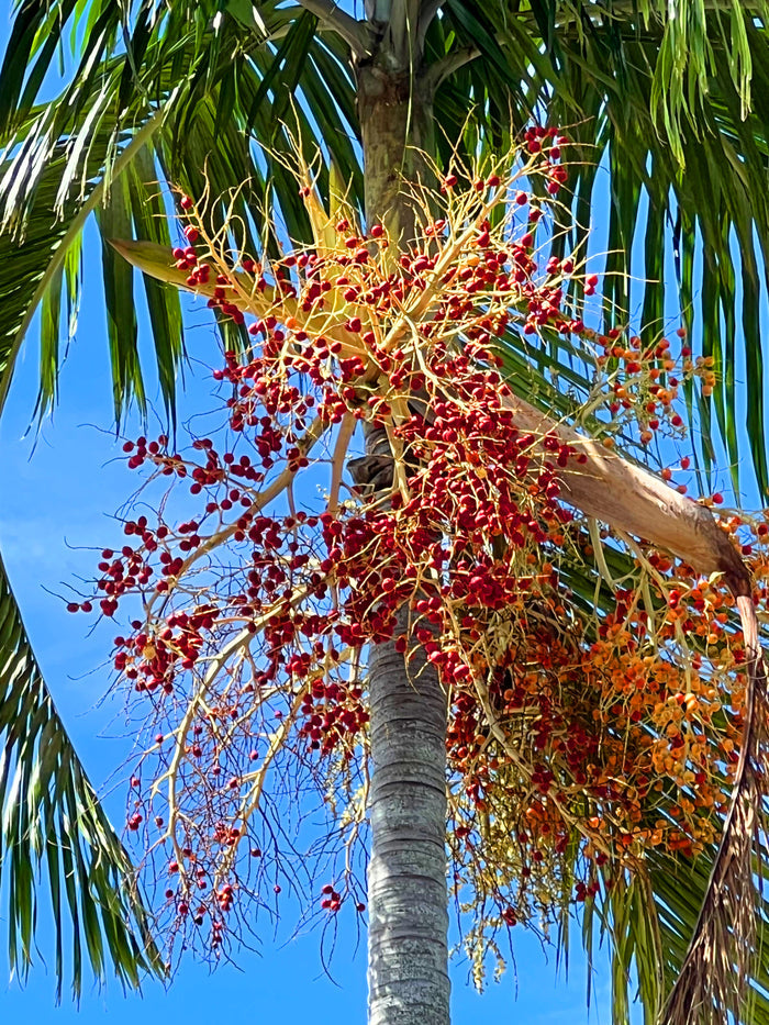 Carpentaria Palm   10 Seeds   Carpentaria acuminata