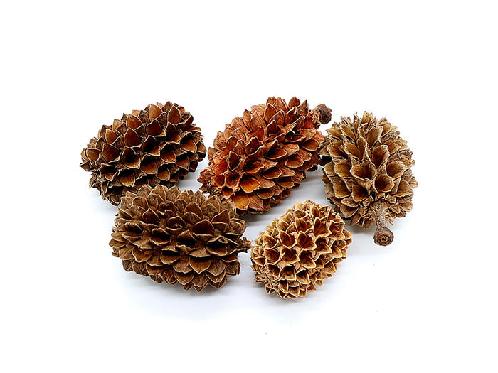 Casuarina Pine Pods (Casuarina equisetifolia)