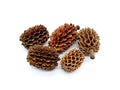 Casuarina Pine Pods (Casuarina equisetifolia)