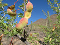 Catclaw Acacia  10 Seeds  Acacia greggii