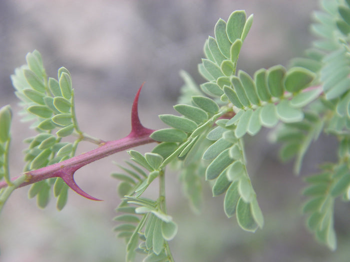 Catclaw Acacia  10 Seeds  Acacia greggii