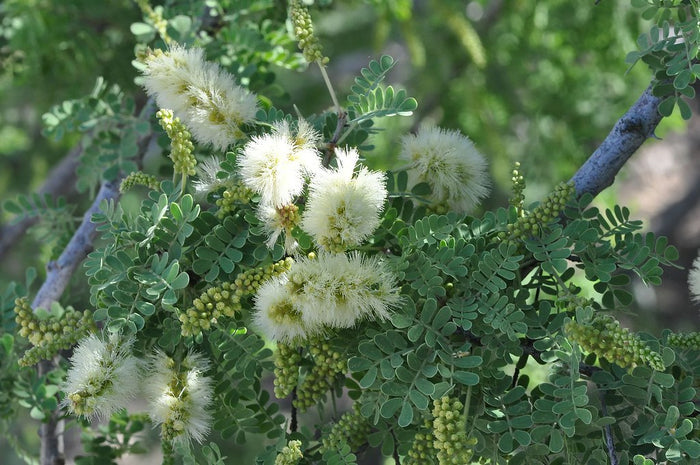 Catclaw Acacia  10 Seeds  Acacia greggii