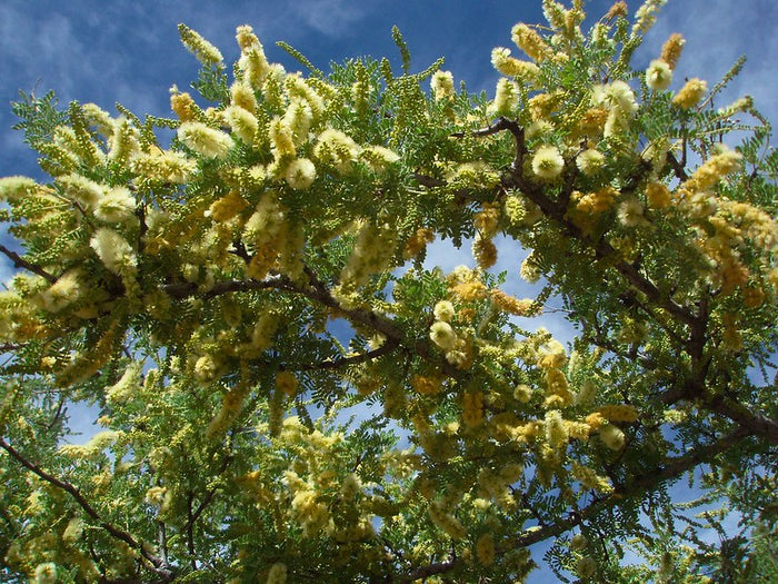 Catclaw Acacia  10 Seeds  Acacia greggii