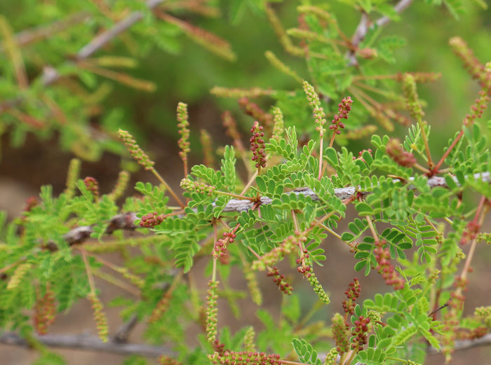 Catclaw Acacia  10 Seeds  Acacia greggii