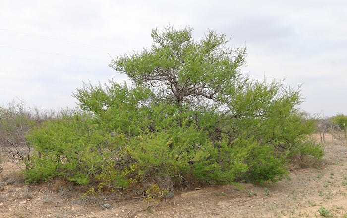 Catclaw Acacia  10 Seeds  Acacia greggii