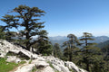 Cedar of Lebanon   20 Seeds   Cedrus libani