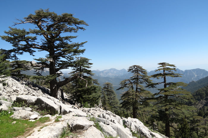 Cedar of Lebanon   20 Seeds   Cedrus libani