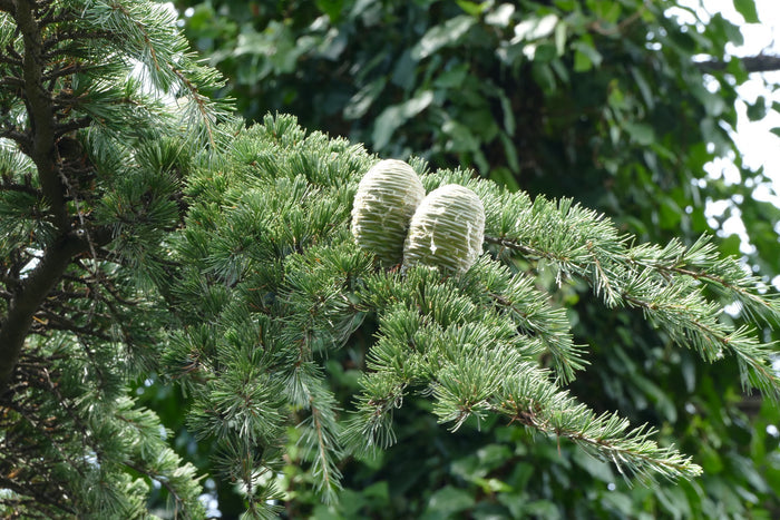 Cedar of Lebanon   20 Seeds   Cedrus libani