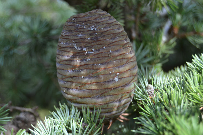 Cedar of Lebanon   20 Seeds   Cedrus libani