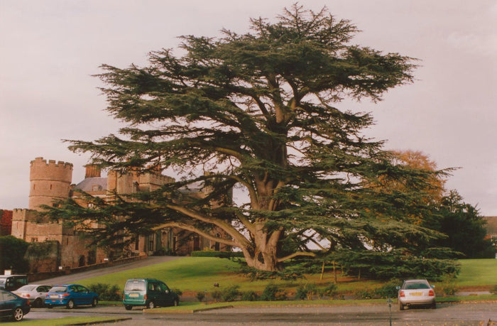 Cedar of Lebanon   20 Seeds   Cedrus libani