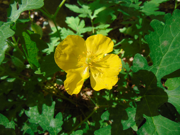 Celandine Poppy  100 Seeds  Stylophorum diphyllum