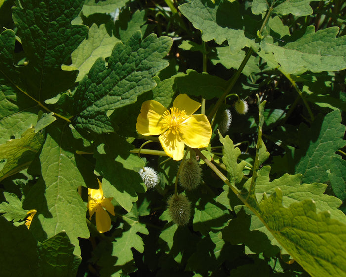 Celandine Poppy  100 Seeds  Stylophorum diphyllum