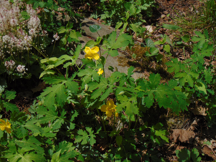 Celandine Poppy  100 Seeds  Stylophorum diphyllum