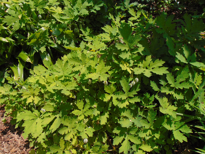 Celandine Poppy  100 Seeds  Stylophorum diphyllum