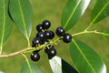 Cherry Laurel   20 Seeds   Prunus laurocerasus