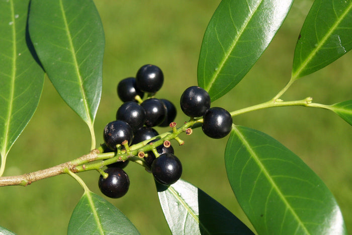 Cherry Laurel   20 Seeds   Prunus laurocerasus