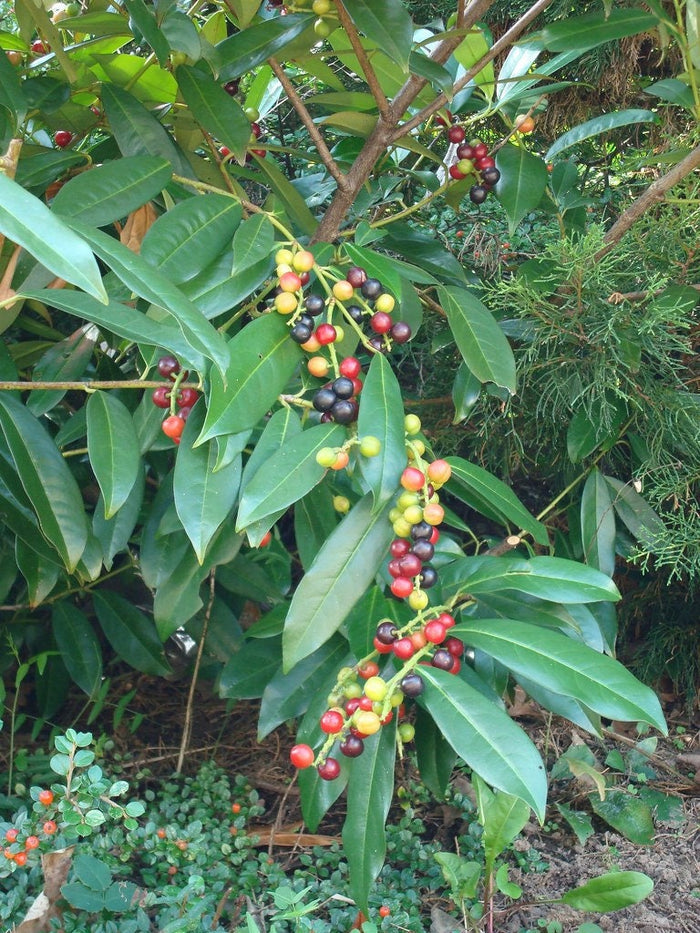 Cherry Laurel   20 Seeds   Prunus laurocerasus