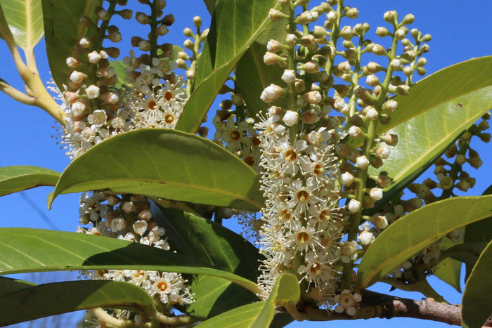 Cherry Laurel   20 Seeds   Prunus laurocerasus