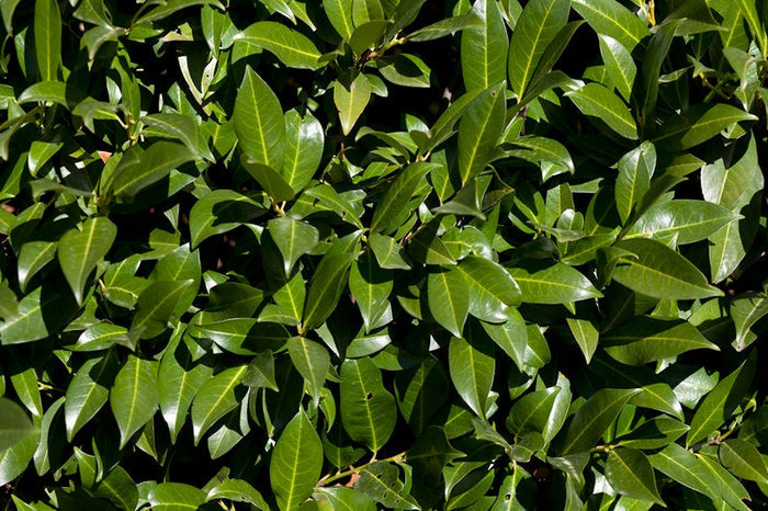 Cherry Laurel   20 Seeds   Prunus laurocerasus