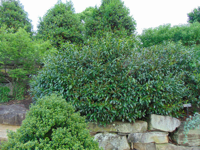Cherry Laurel   20 Seeds   Prunus laurocerasus