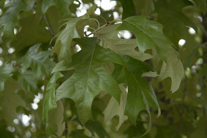 Cherrybark Oak   10 Seeds   Pagoda Oak   Quercus pagoda