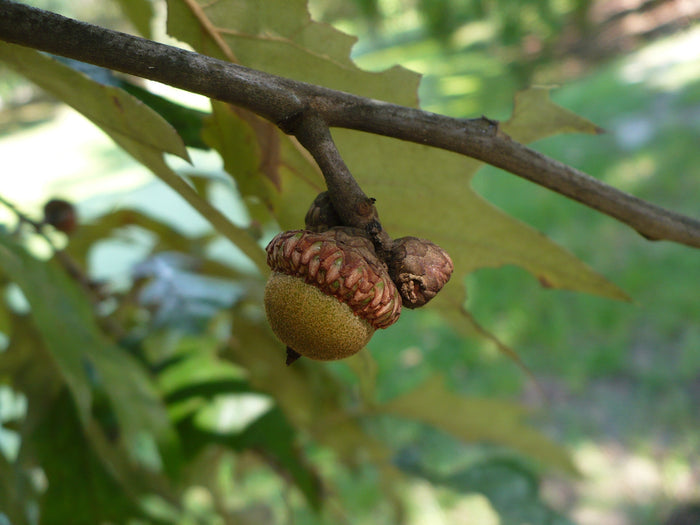 Cherrybark Oak   10 Seeds   Pagoda Oak   Quercus pagoda
