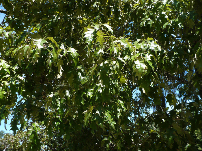Cherrybark Oak   10 Seeds   Pagoda Oak   Quercus pagoda
