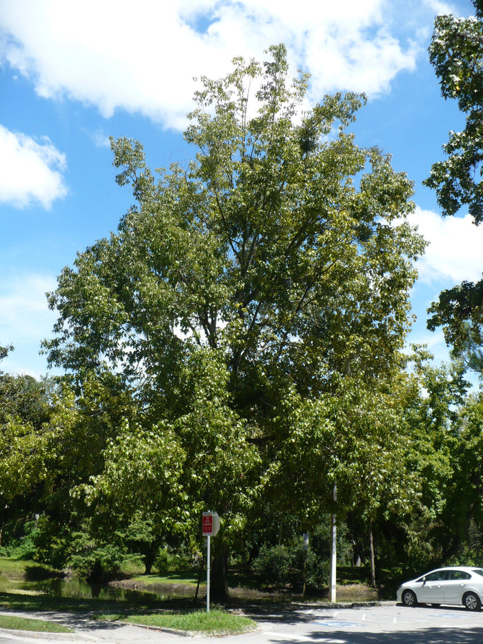 Cherrybark Oak   10 Seeds   Pagoda Oak   Quercus pagoda