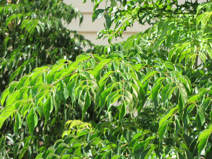 China Doll Plant  100 Seeds  Radermachera sinica