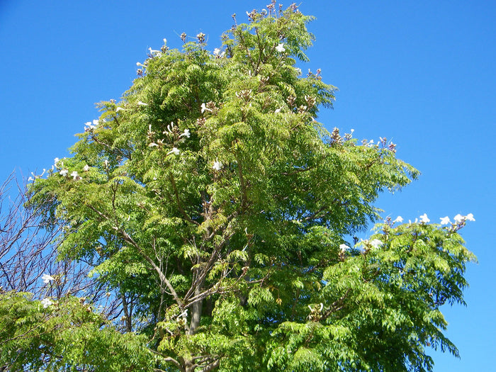 China Doll Plant  100 Seeds  Radermachera sinica