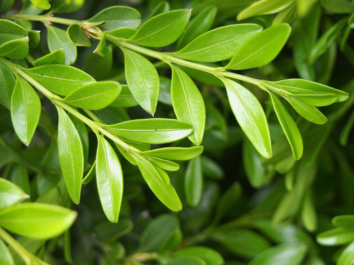 Chinese Boxwood Buxus microphylla 100 Seeds