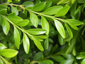 Chinese Boxwood Buxus microphylla 100 Seeds
