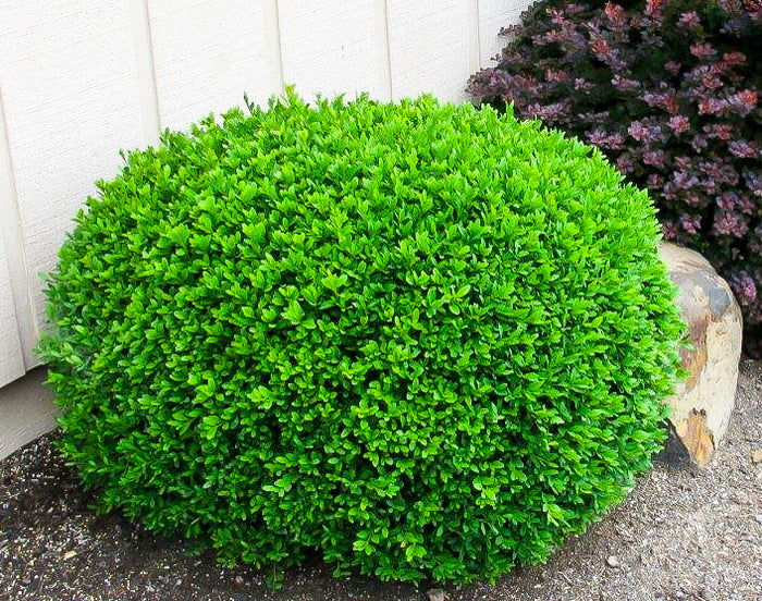 Chinese Boxwood Buxus microphylla 100 Seeds