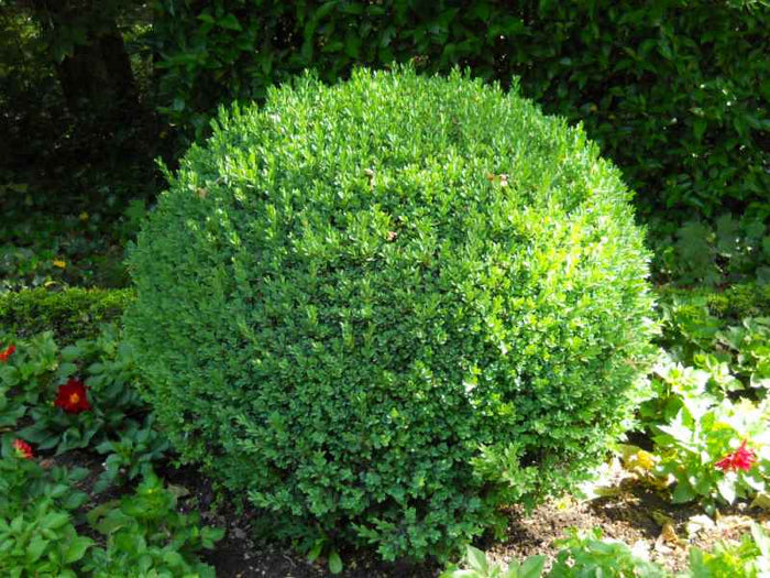 Chinese Boxwood Buxus microphylla 100 Seeds