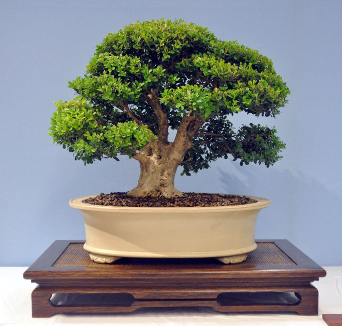 Chinese Boxwood Buxus microphylla 100 Seeds