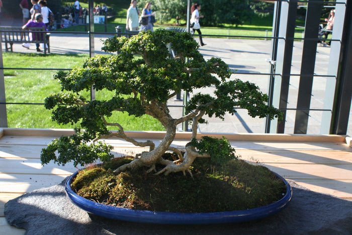 Chinese Boxwood Buxus microphylla 100 Seeds