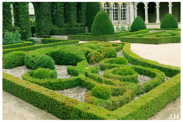 Chinese Boxwood Buxus microphylla 100 Seeds