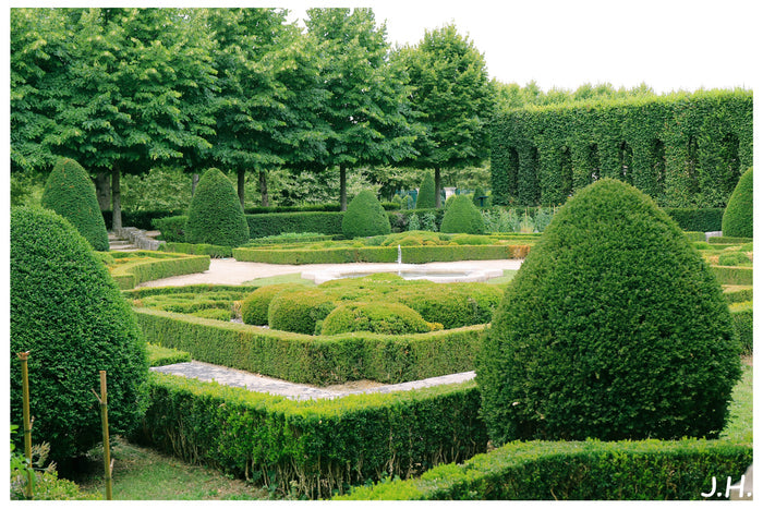 Chinese Boxwood Buxus microphylla 100 Seeds