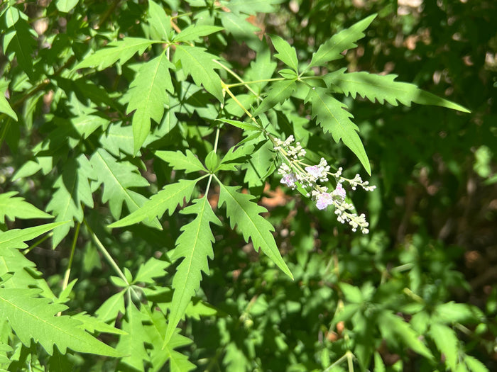 Chinese Chaste Tree   100 Seeds   Vitex negundo