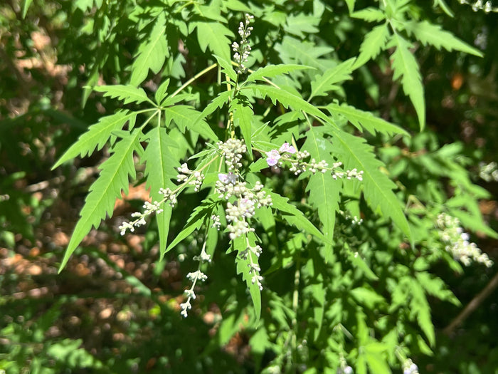 Chinese Chaste Tree   100 Seeds   Vitex negundo