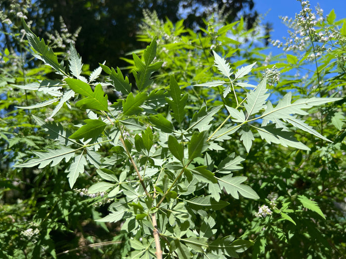 Chinese Chaste Tree   100 Seeds   Vitex negundo